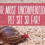 Unconventional pet sit