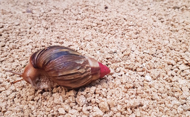 House Sit Snail